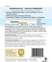 Sommerazalee Rembrandt Godetie MHD 1/2024