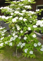 Asiatischer Blüten-Hartriegel