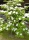 Asiatischer Blüten-Hartriegel