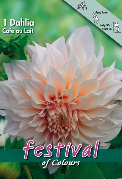 Dahlie Cafe au Lait 1St.