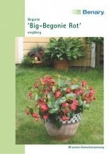 Big Begonie rot