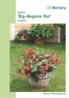 Big Begonie rot