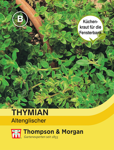 Thymian Altenglischer MHD 12/25