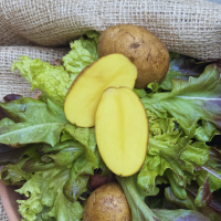 Pflanzkartoffel Belana 2,5kg ca.40 Stück