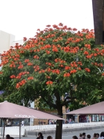 Afrikanischer Tulpenbaum / 30 Samen