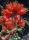 Afrikanischer Tulpenbaum / 30 Samen