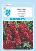 Salvien Fire Star MHD 12/25