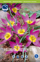 Tulpe Pulchella Eastern Star 10cm 15 Stk.