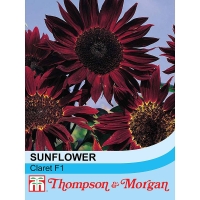 Sonnenblume Claret ca.160cm