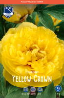 Pfingstrose Yellow Crown