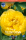 Pfingstrose Yellow Crown