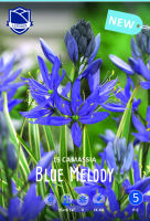 Camassia Blue Melody