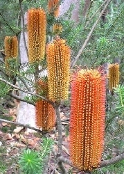 Banksia / Orange