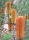 Banksia / Orange