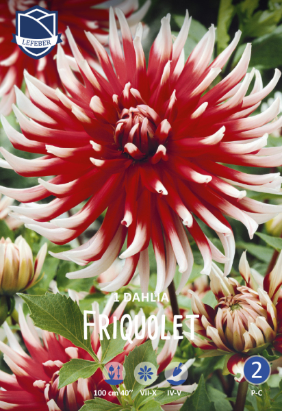 Dahlie Friquolet 1St.