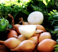 Centurion F1 Früh 1Kg (2x500g)