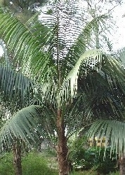 teuerste monstera art Monstera Variegata