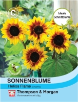 Sonnenblume Helios Flame 170cm