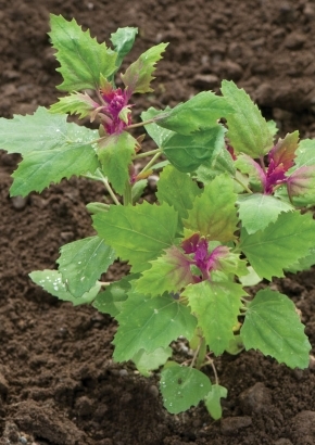 Baumspinat `Margenta Spreen` / 500 Samen MHD 04/26