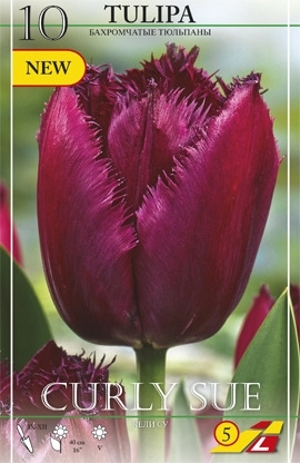 Tulpe Curley Sue