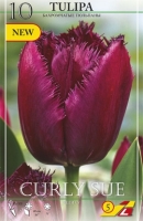 Tulpe Curley Sue