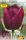 Tulpe Curley Sue