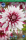Dahlie Rebecca´s World