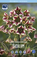 Allium nect.siculum 50cm 5Stk.