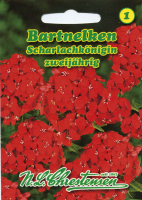 Bartnelken Scharlachkönigin