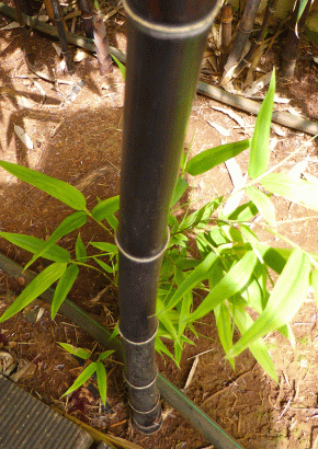 Schwarzer Bambus / 20 Samen