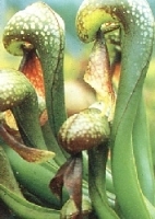 Cobralilie / 10 Samen