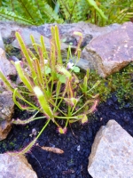 Cobralilie / 10 Samen