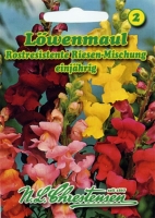 Löwenmaul Rostres. Riesen