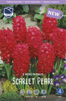 Hyazinthe Scarlet Pearl 25cm 5 Stk.