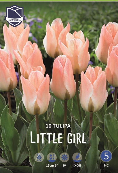 Tulpe Little Girl 15cm 10 Stk.