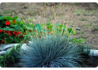 Blauschwingel-Gras