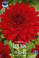 Dahlie Red Sun 1St.