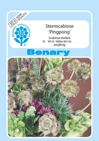 Sternscabiose