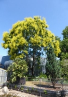 Chinesischer Blasen/Lackbaum