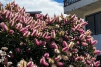 Australischer Lampenputzer Pink