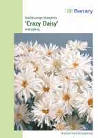 Margerite Crazy Daisy, mehrjährig
