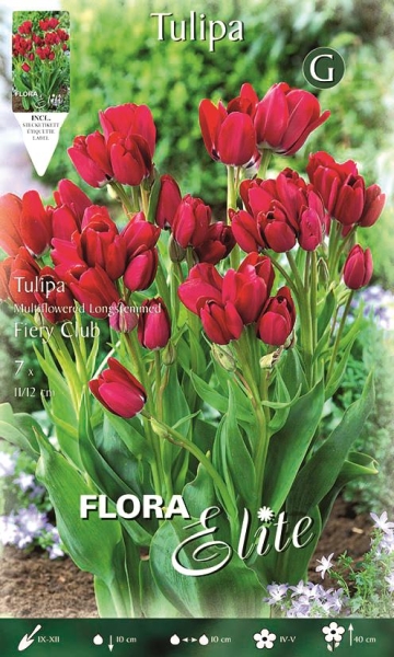 Tulpe Fiery Club 40cm 7 Stk.