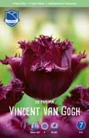 Tulpe Vincent van Gogh 50cm 10 Stk.