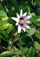 Blaue Passionsblume / 25 Samen