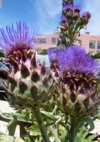 Artischocke Spanische