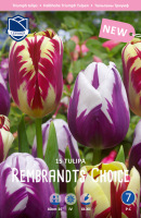 Tulpe Rembrandts Choice 15 Stk.