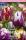 Tulpe Rembrandts Choice