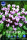 Wild-Alpenveilchen Hederifolium winterhart