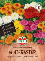 Winteraster Mischung