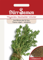 Thymian Deutscher Winter